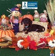 dachshund puppy posted by little paws kennel